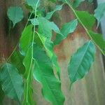 Melicoccus bijugatus Leaf