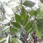 Cordia nodosa Blatt