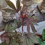 Hibiscus acetosella Blatt