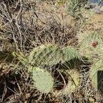 Opuntia littoralis Lapas