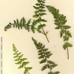 Asplenium obovatum Прочее