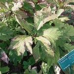 Rodgersia podophylla Folio