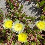 Carpobrotus edulisFlower