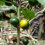 Clavija costaricana Ovoce
