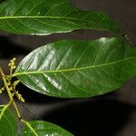 Perrottetia sessiliflora Fruit