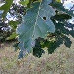 Quercus petraeaഫലം