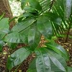 Manilkara bidentata Leaf