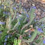 Phacelia distans Lehti