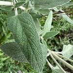 Phlomis purpurea Levél