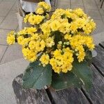 Kalanchoe blossfeldianaFlower