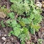 Libanotis pyrenaica 葉