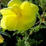 Oenothera drummondii Floare