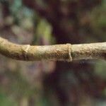 Chassalia gaertneroides Corteza