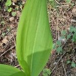 Convallaria majalisLeaf