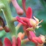 Souroubea guianensis 花
