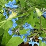 Cynoglossum amabile Λουλούδι