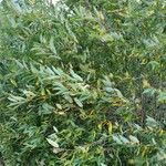 Salix lucida 整株植物