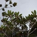 Myodocarpus crassifolius Hábito
