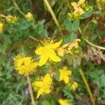 Hypericum maculatum Квітка