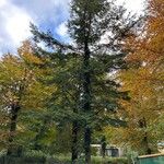 Abies grandis Habitus