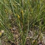 Carex rostrata Flor