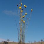 Xyris capensis Hábitos