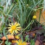 Senecio inaequidensFlor