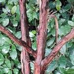 Cistus laurifolius 树皮