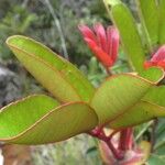 Cunonia macrophylla Φύλλο
