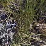 Ephedra viridis Leaf