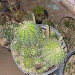 Echinopsis oxygona Frunză