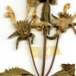 Galeopsis ladanum Foglia