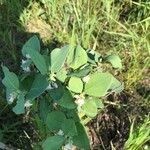 Symphoricarpos occidentalisBlad