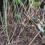 Reynoutria × bohemica Habit
