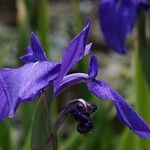 Iris reichenbachiana Kwiat