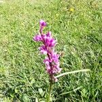 Orchis mascula Kvet