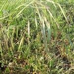 Bromus racemosus Плод