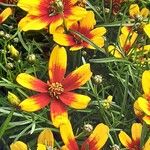 Coreopsis verticillata ᱛᱟᱦᱮᱸ