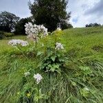 Valeriana officinalisफूल