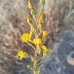 Holocarpha heermannii Hoja