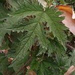 Girardinia diversifolia Blatt