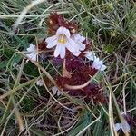 Euphrasia alpina 花