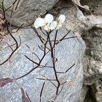 Arabis alpina Flower