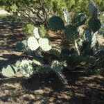 Opuntia engelmannii Habitat