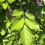 Pongamia pinnata Blatt