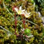 Saxifraga moschata Habitus