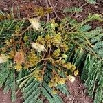 Albizia carbonaria Feuille