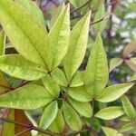 Nandina domestica Frunză