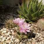 Gymnocalycium anisitsii Кветка