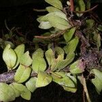 Microgramma reptans Máis
